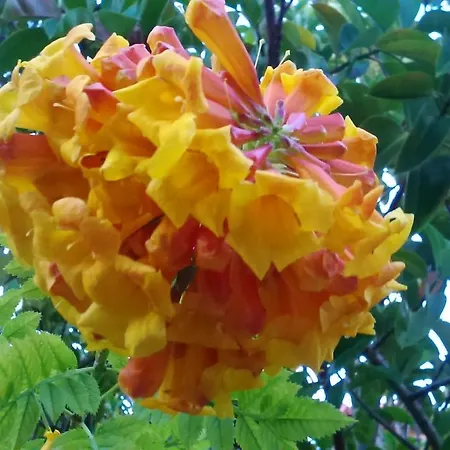 Baha-ammes 公寓 *