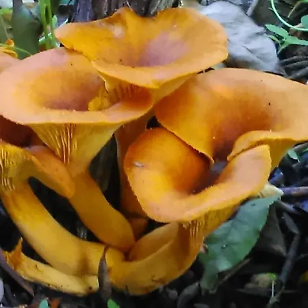 Baha-ammes Appartement Svoronata