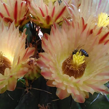 Апартаменты Baha-ammes Свороната