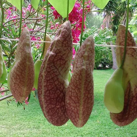 Baha-ammes Appartement