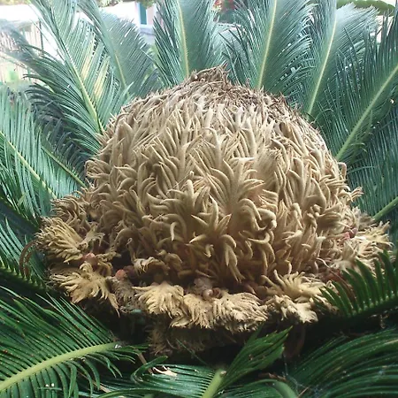 Апартаменты Baha-ammes *