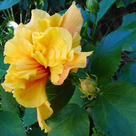 Baha-ammes * Svoronata