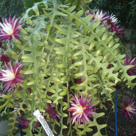 Baha-ammes Апартаменты