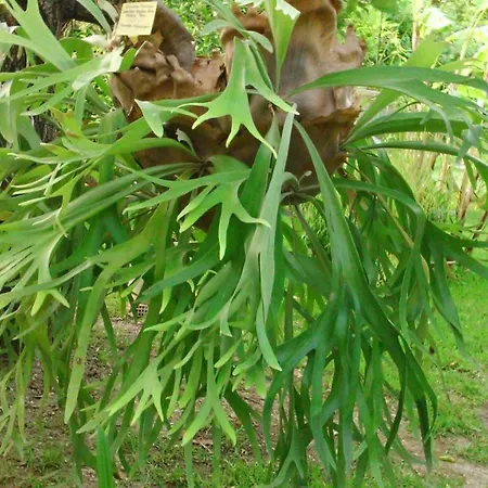 Апартаменты Baha-ammes Свороната