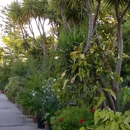 Baha-ammes Svoronata