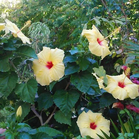 Baha-ammes Свороната