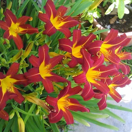 Апартаменты Baha-ammes