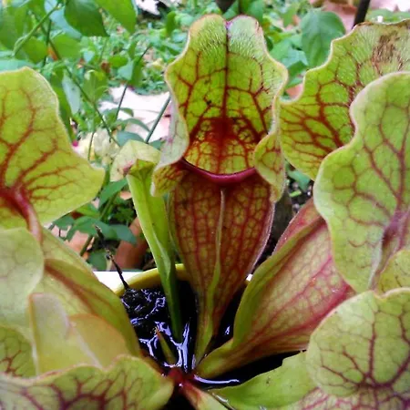 Апартаменты Baha-ammes Свороната