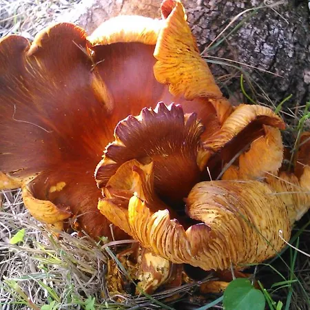 Baha-ammes Апартаменты *