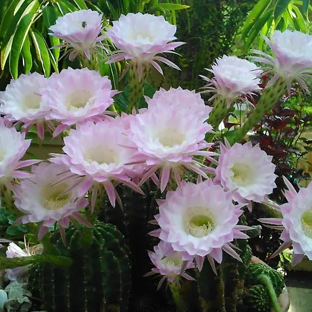 Baha-ammes * Свороната