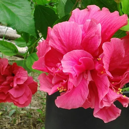 Baha-ammes Апартаменты