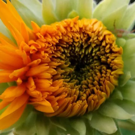 Baha-ammes * Свороната