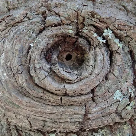 Baha-ammes Свороната