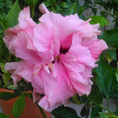 Baha-ammes Appartement