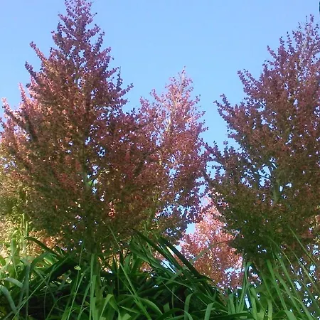 Baha-ammes Svoronata