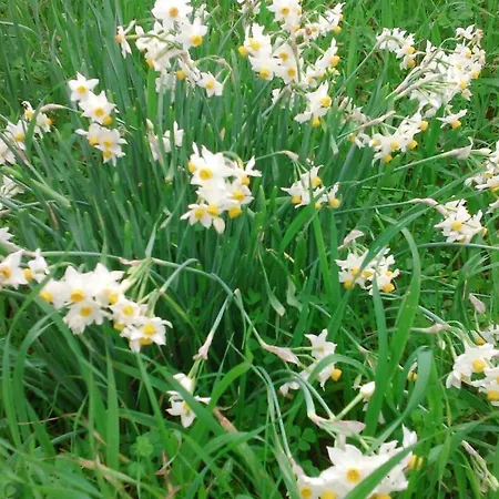 Апартаменты Baha-ammes