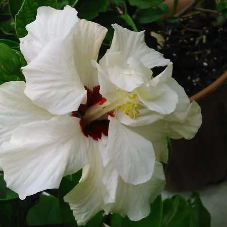 Baha-ammes Svoronata