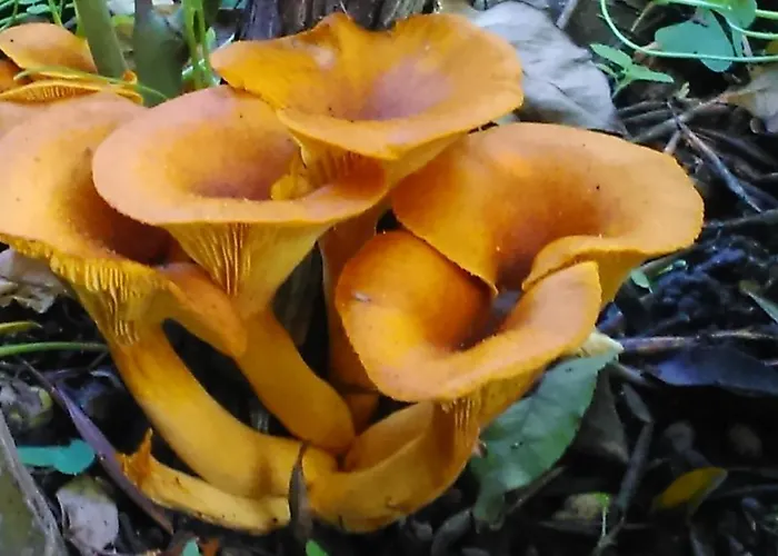 Baha-ammes Lägenhet Svoronata