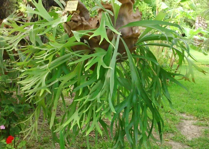 Lägenhet Baha-ammes Svoronata