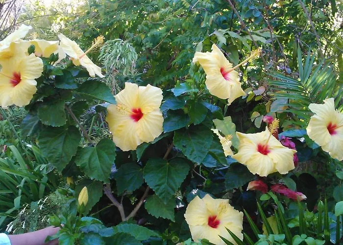 Baha-ammes Σβορωνάτα
