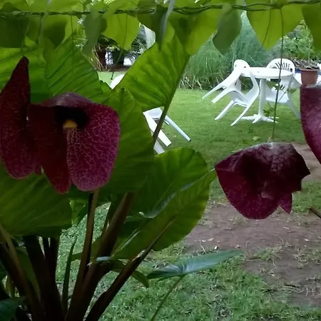 Baha-ammes * 斯沃伦塔