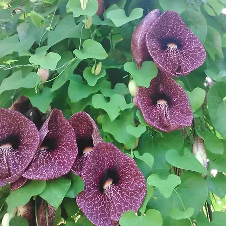 公寓 Baha-ammes 斯沃伦塔