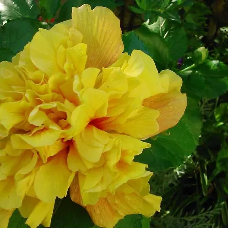 公寓 Baha-ammes 斯沃伦塔