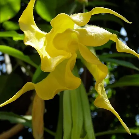 Baha-ammes 公寓 斯沃伦塔