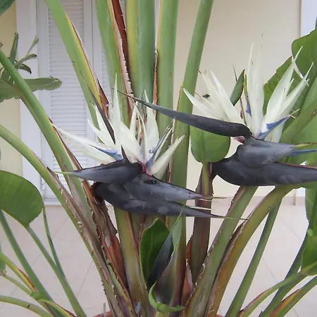 Baha-ammes 斯沃伦塔